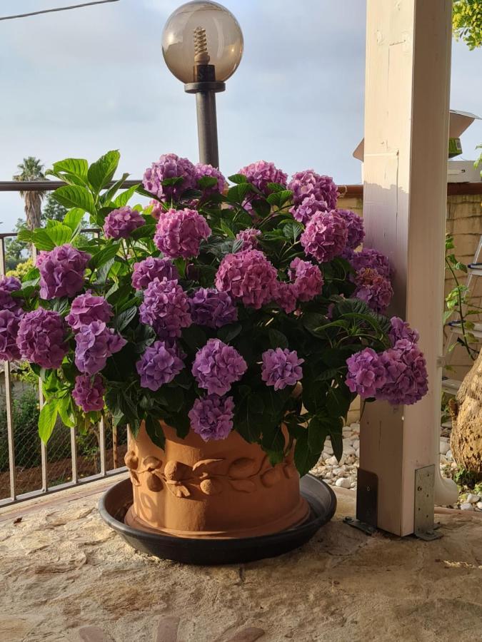 B&B La Casa Di Martina Zambrone Cameră foto